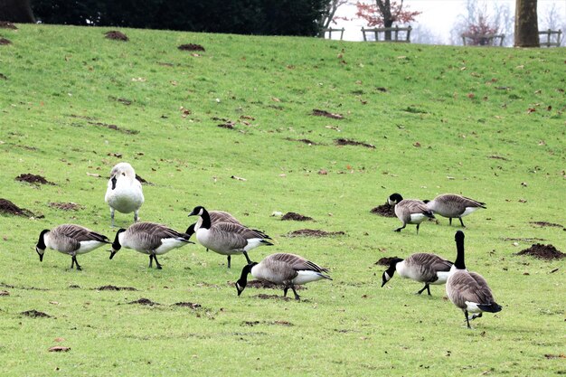 Foto patos no campo.