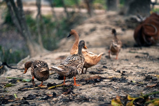 patos no chão