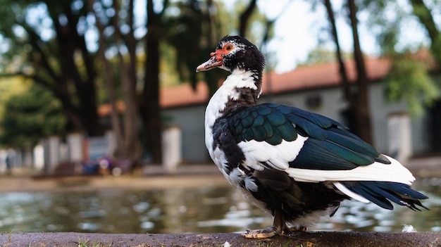 Patos no lago em um dia ensolarado