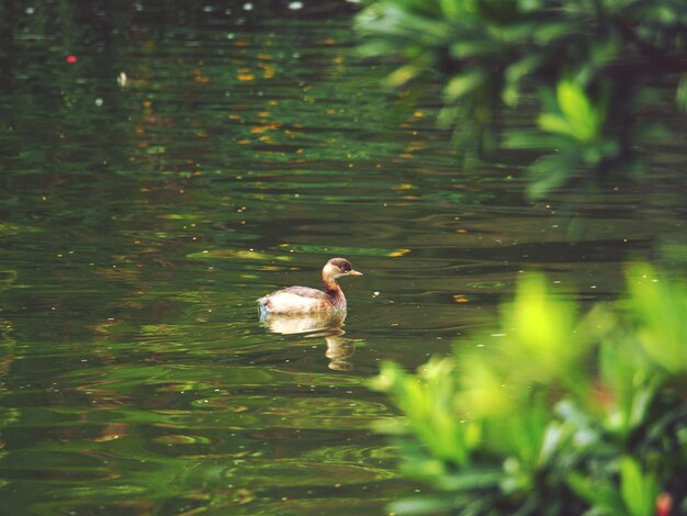 Foto patos no lago