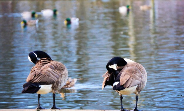 Patos no lago