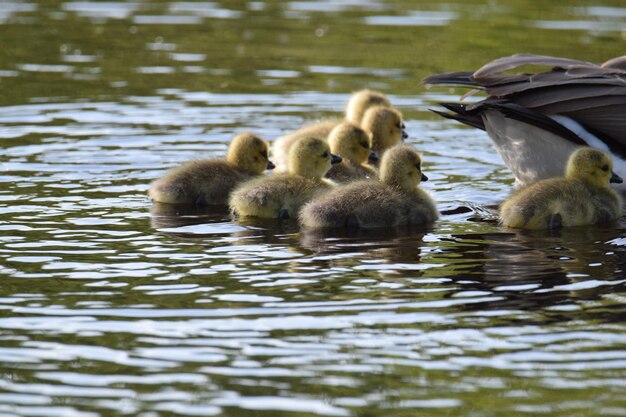 Foto patos no lago