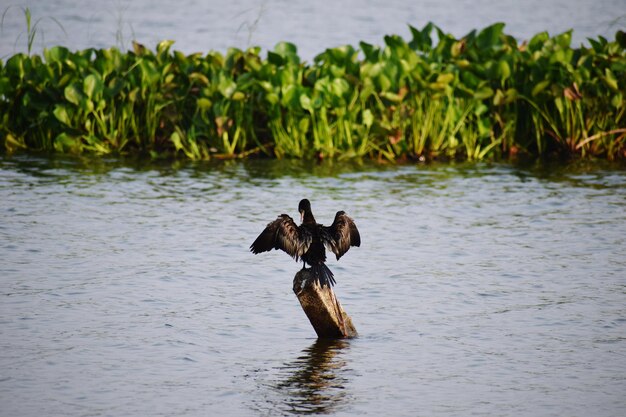 Patos no lago