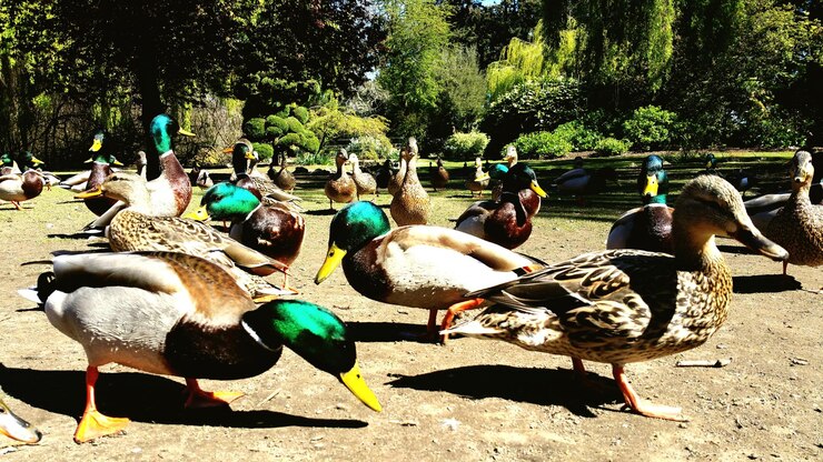Foto patos no parque