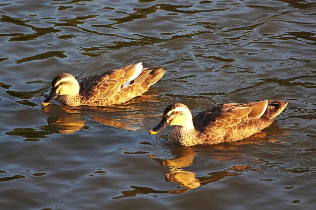 Patos nos Jardins Sankeien em Yokohama Japão