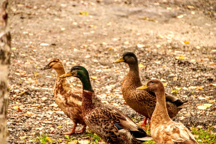 Foto patos num campo