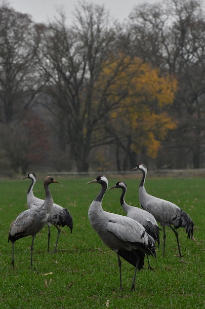 Foto patos num campo