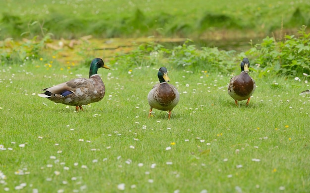 Foto patos num campo