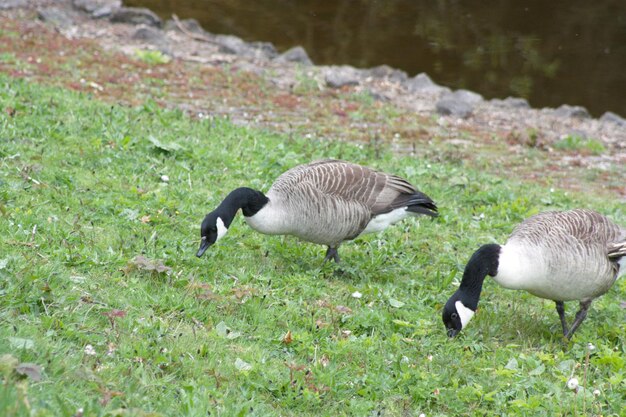 Patos num campo