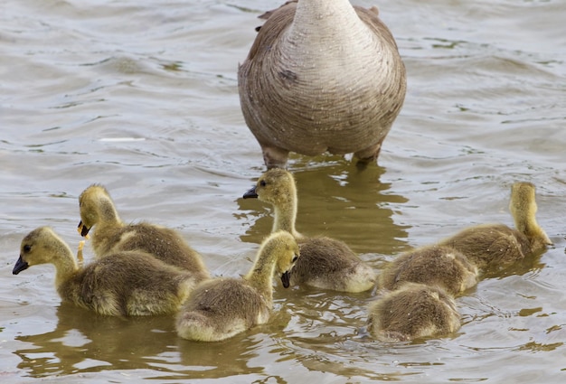 Foto patos num lago