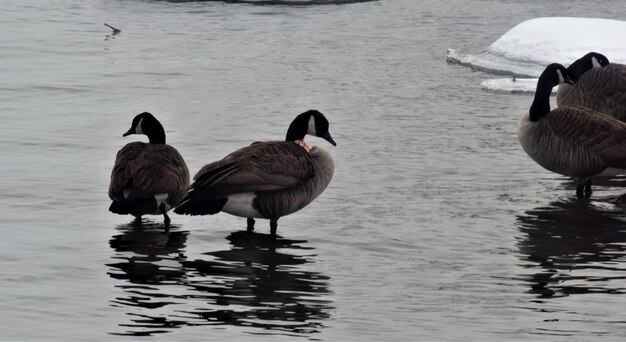 Foto patos num lago