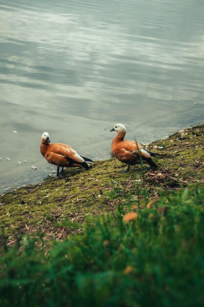 Patos num lago