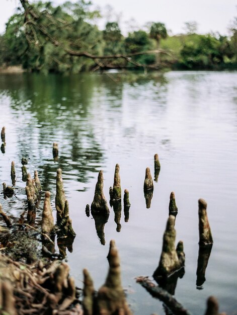 Foto patos num lago