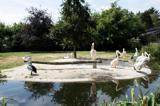 Foto patos num lago