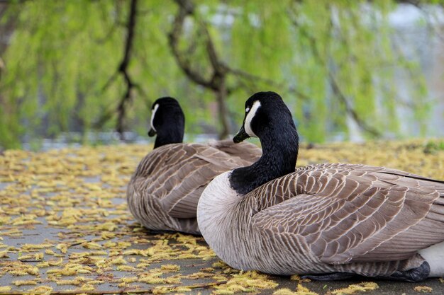 Patos num lago