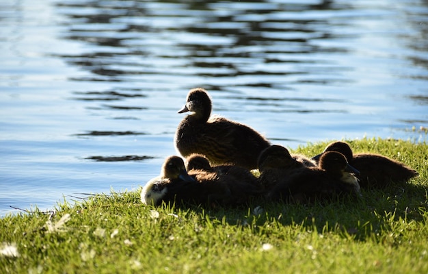 Foto patos num lago