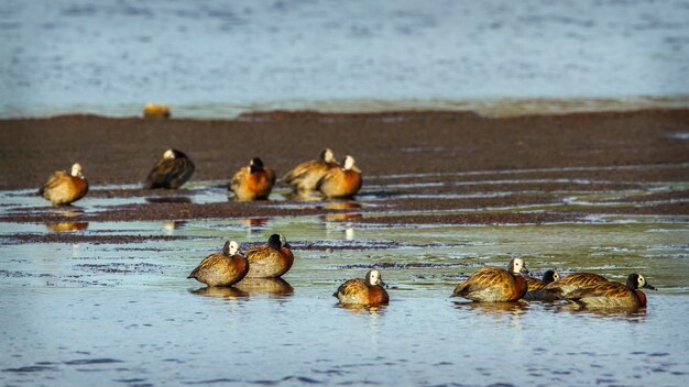 Foto patos num lago