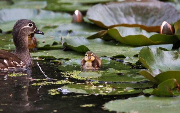 Foto patos num lago