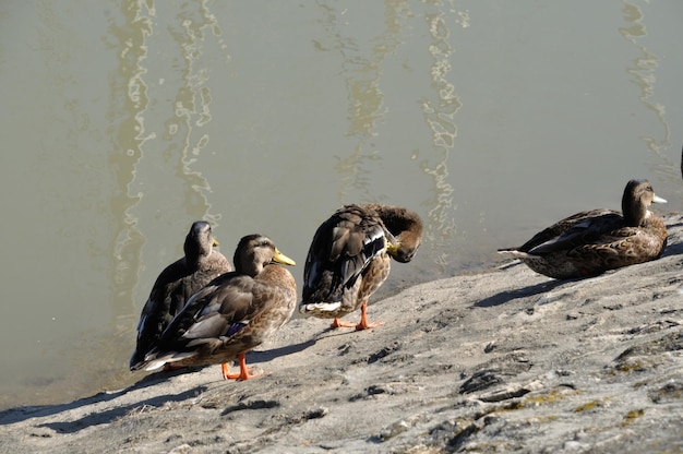 Patos en la orilla del lago