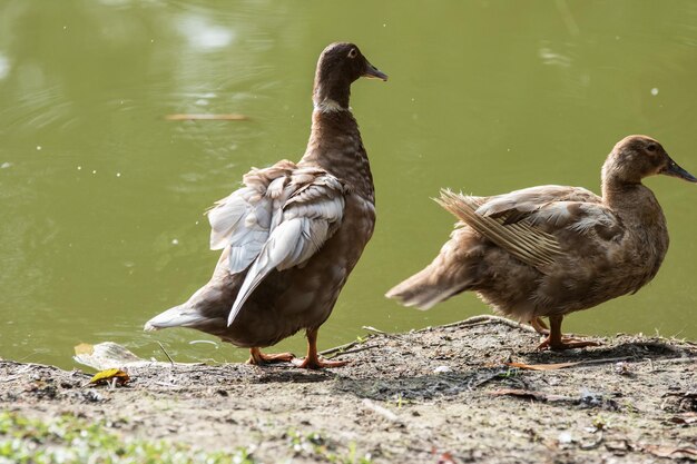 Patos en la orilla del lago