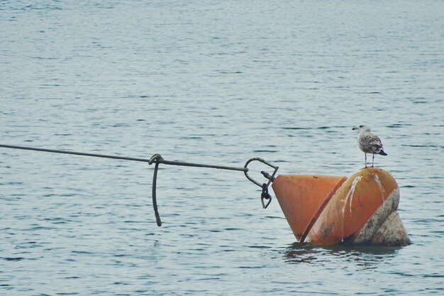 Patos en la orilla del mar