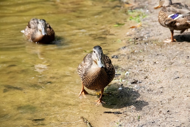 Patos en la orilla del río de arena de cerca