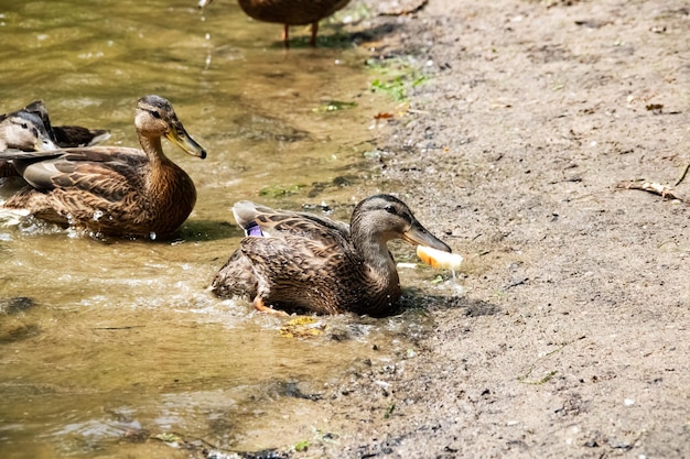 Patos en la orilla del río de arena de cerca