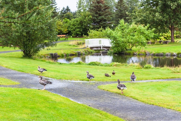 Patos en el parque en el valle de laugardalur de Reykjavik