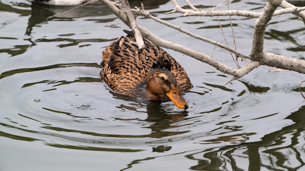 Patos pegam peixes na água