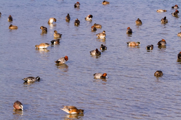 Patos pelirrojos en hábitat natural en South Padre Island, TX.