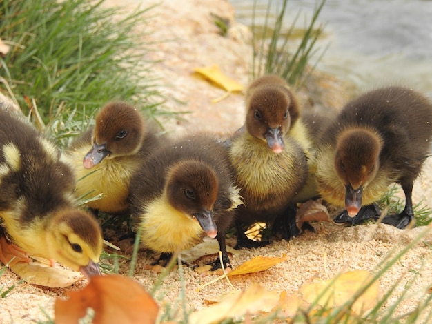 Patos pequenos em busca de alimento