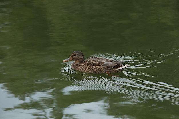 Patos perto do lago no parque