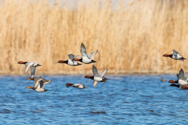 Patos Pochard común volando sobre el agua (Aythya ferina)