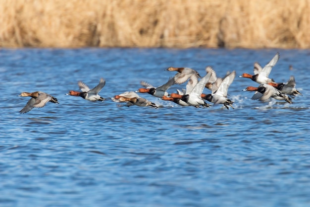 Patos pochard común volando sobre el agua Aythya ferina