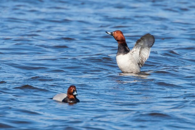 Patos porrón común nadando en el lago (Aythya ferina)