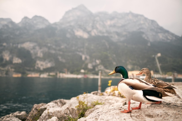 Patos-reais e gansos nas margens do Lago Como Itália Ganso e patos no lago Garde perto dos Alpes de Como Itália