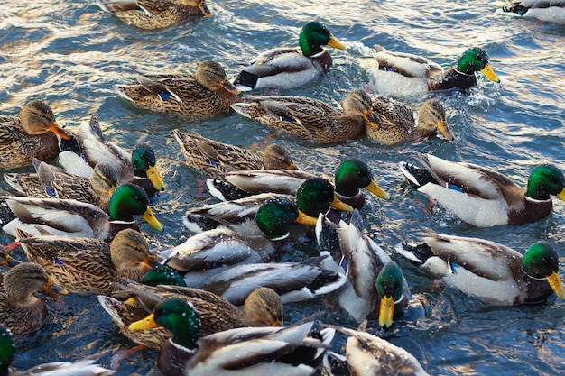 Patos-reais nadando com gelo em penas e bicos no rio Dia gelado de invernoAnimalista