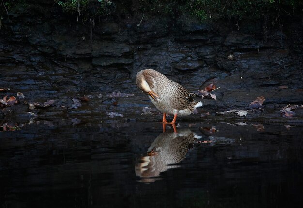 Patos-reais se enfeitando no rio