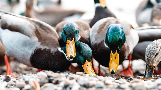 Patos reales en la orilla del lago