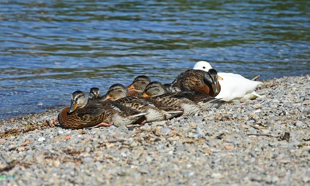 Los patos reales se relajan en la orilla del lago