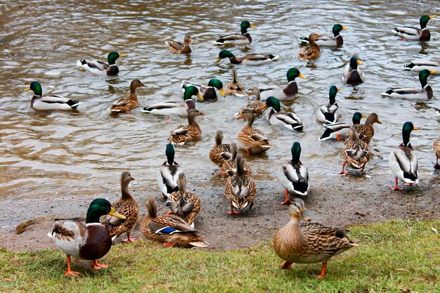 Los patos y el río.