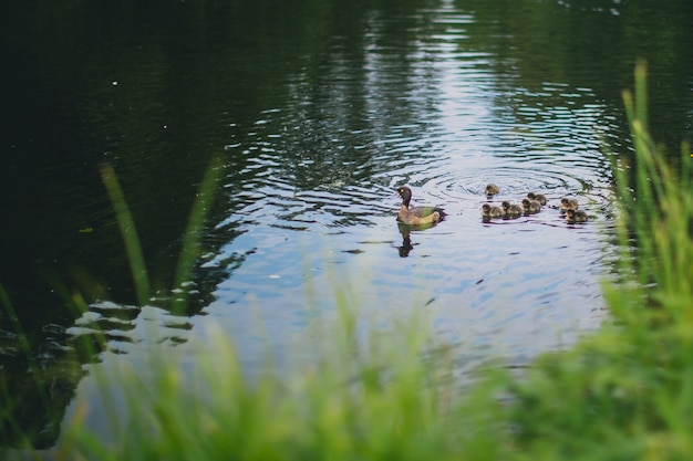 Foto patos en el río