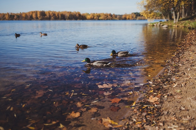 Patos en el río