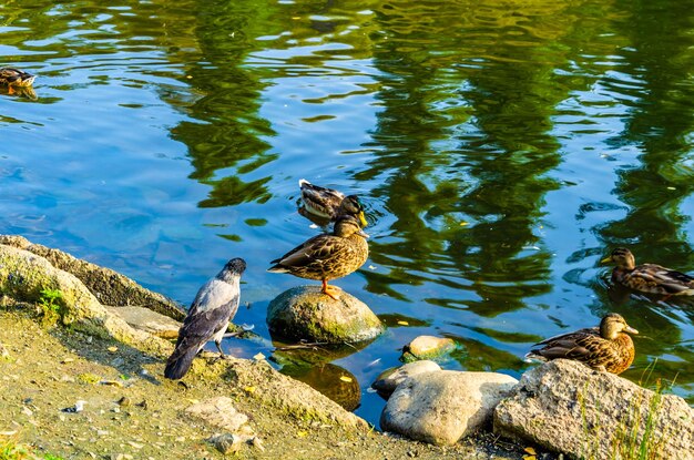 Patos en una roca en un estanque con árboles al fondo