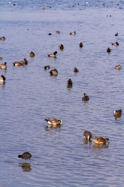 Patos ruivos em habitat natural em South Padre Island, TX.