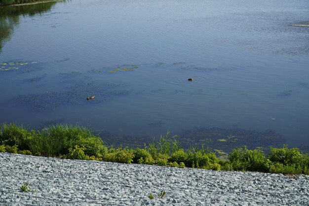 Foto patos salvajes en el agua cerca del terraplén del río sviyaga ulyanovsk