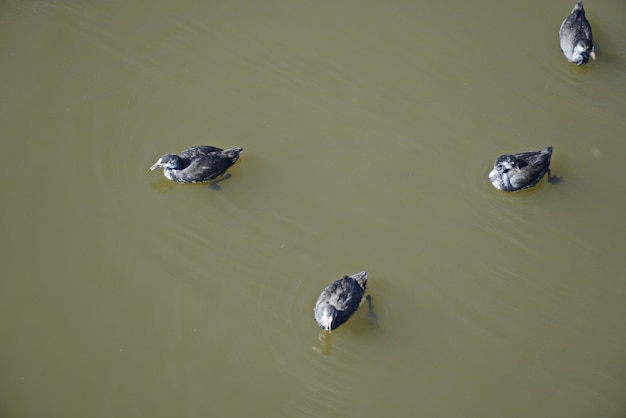 Foto patos salvajes en el agua cerca del terraplén del río sviyaga ulyanovsk