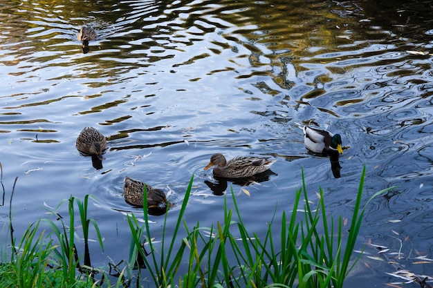 patos salvajes en el agua nadan en el estanque