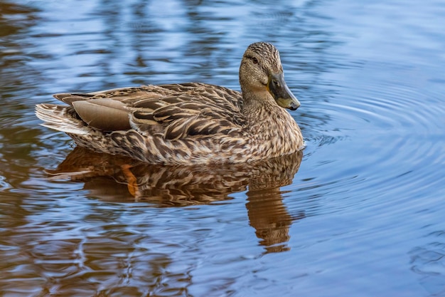 Los patos salvajes se alimentan en un estanque con el telón de fondo de agua pintoresca