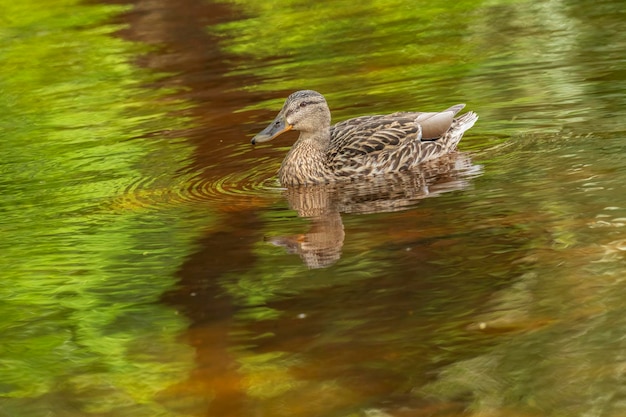 Los patos salvajes se alimentan en un estanque con el telón de fondo de agua pintoresca